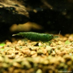 Green Jade Garnele - Neocaridina Davidi (Heteropoda)