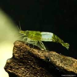 Green Rili Shrimp - Neocaridina Davidi (Heteropoda)