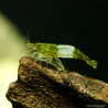 Green Rili Garnele - Neocaridina Davidi (Heteropoda)