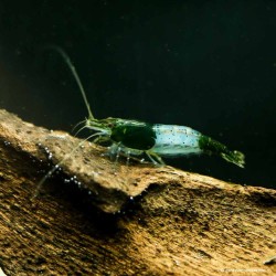 Green Rili Garnele - Neocaridina Davidi (Heteropoda)