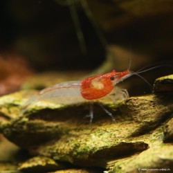 Little Red Riding Hood Garnele - Neocaridina Davidii