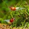 Little Red Riding Hood Garnele - Neocaridina Davidii