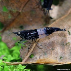 Rili Schwartz Garnele - Neocaridina Davidi (Heteropoda)