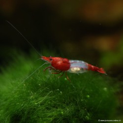 Rili Red Garnele - Neocaridina Davidi (Heteropoda)