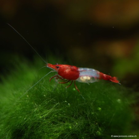 Rili Red Garnele - Neocaridina Davidi (Heteropoda)