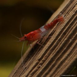 Rili Red Garnele - Neocaridina Davidi (Heteropoda)