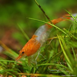 Rili Sakura Orange Garnele - Neocaridina Davidi (Heteropoda)