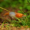 Rili Sakura Orange Garnele - Neocaridina Davidi (Heteropoda)