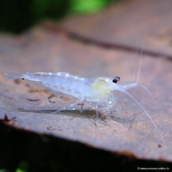 Snowball-Garnele - Neocaridina Davidi (Heteropoda)