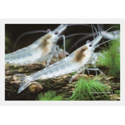 Snowball-Garnele - Neocaridina Davidi (Heteropoda)