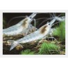 Snowball-Garnele - Neocaridina Davidi (Heteropoda)