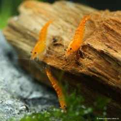 Garnele Sunkist - Neocaridina Davidi (Ex Heteropoda)