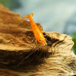 Garnele Sunkist - Neocaridina Davidi (Ex Heteropoda)