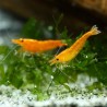 Garnele Sunkist - Neocaridina Davidi (Ex Heteropoda)