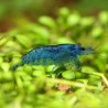 Gamberi Ultra Blu - Neocaridina Davidii