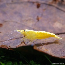 Yellow Fire Golden Top Garnele - Neocaridina Davidi (Heteropoda)