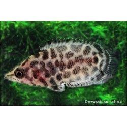 Leopard-Buschfisch - Ctenopoma Acutirostre
