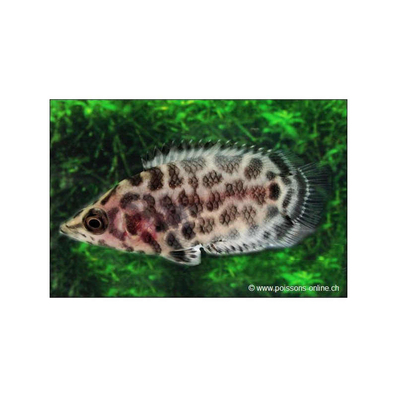 Leopard-Buschfisch - Ctenopoma Acutirostre