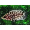 Leopard-Buschfisch - Ctenopoma Acutirostre