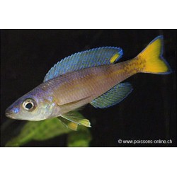 Blauer Heringscichlide - Cyprichromis Leptosoma