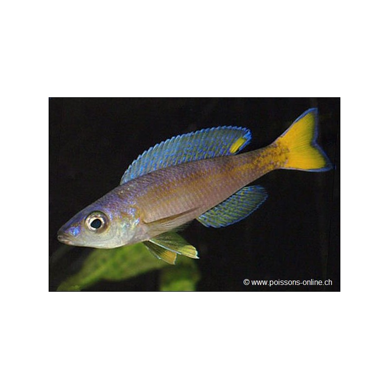 Blauer Heringscichlide - Cyprichromis Leptosoma