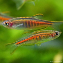 Glühlichtbärbling - Danio Choprae