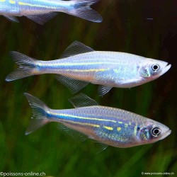 Malabarbärbling - Danio Malabaricus