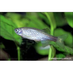 Danio Léopard - Danio Frankei (Brachydanio)