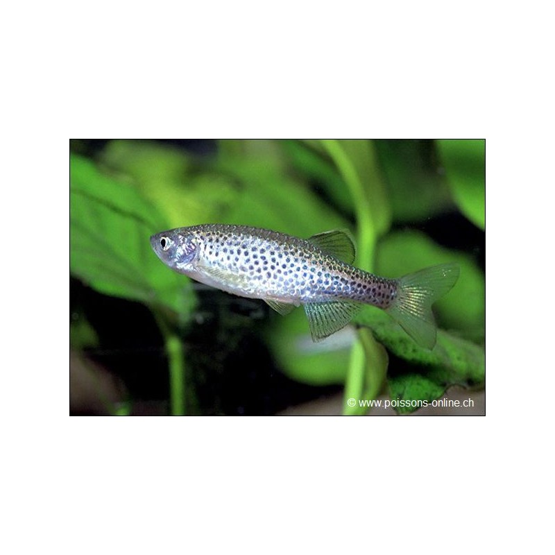 Danio Léopard - Danio Frankei (Brachydanio)