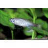 Danio Léopard - Danio Frankei (Brachydanio)