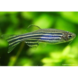 Danio Zebra - Danio Rerio (Brachydanio)
