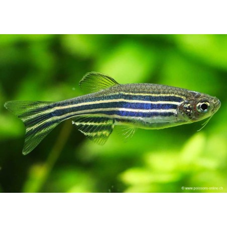 Zebrabärbling - Danio Rerio (Brachydanio)