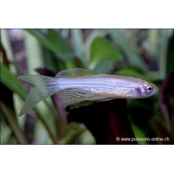 Schleier Zebrabärbling - Danio Rerio Voile (Brachydanio)