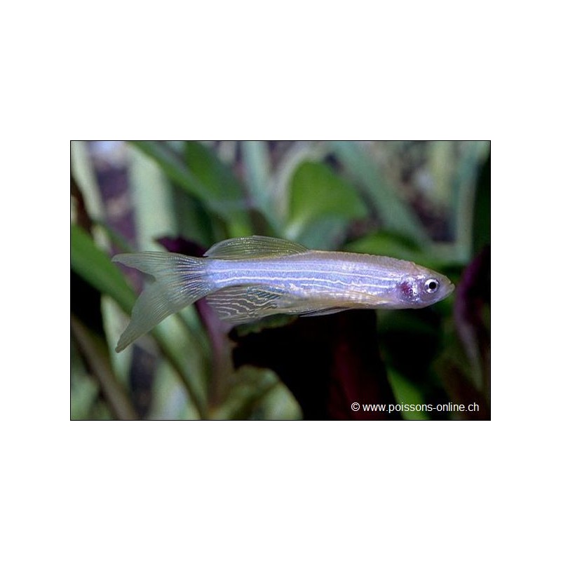 Danio Zèbré Voile - Danio Rerio Voile (Brachydanio)