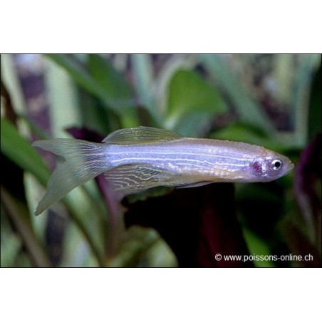 Schleier Zebrabärbling - Danio Rerio Voile (Brachydanio)