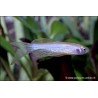 Schleier Zebrabärbling - Danio Rerio Voile (Brachydanio)