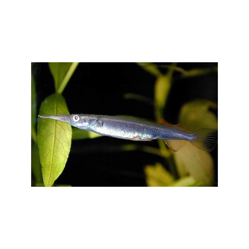 Demi Bec - Dermogenys Pusillus