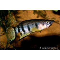 Querbandhechtling - Epiplatys Dageti