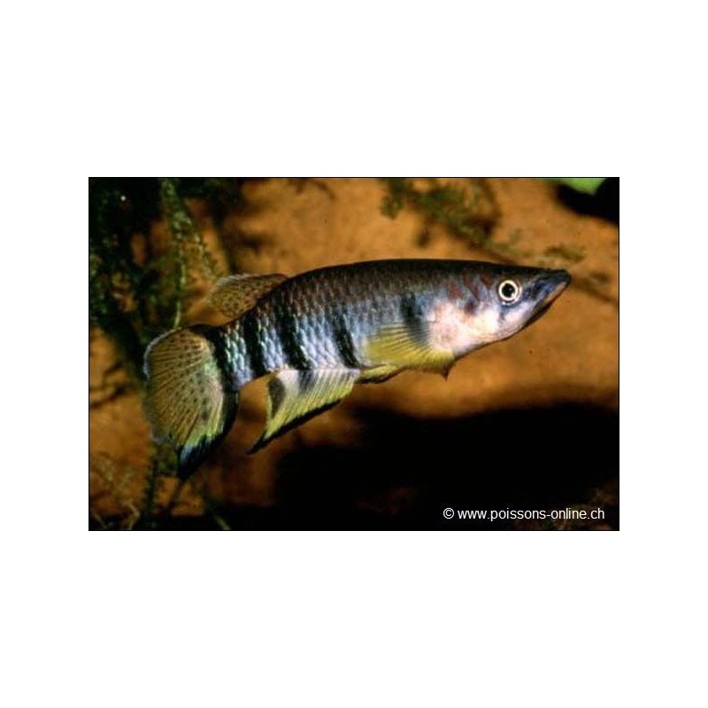 Querbandhechtling - Epiplatys Dageti