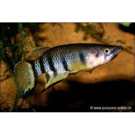 Querbandhechtling - Epiplatys Dageti