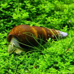 Escargot Lapin Jaune - Tylomelania Sp.