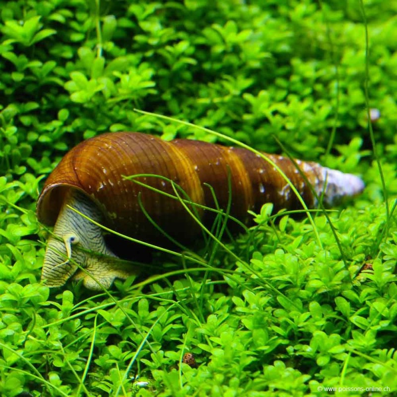 Snail-Yellow Rabbit - Tylomelania Sp.
