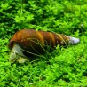 Snail-Yellow Rabbit - Tylomelania Sp.