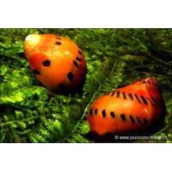 Snail-Red Onion - Neritina Semiconica