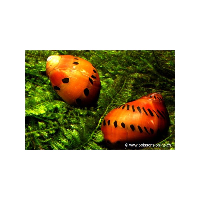 Snail-Red Onion - Neritina Semiconica