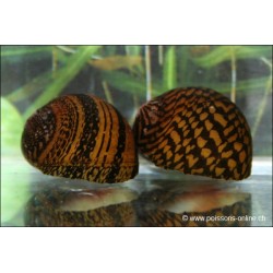 Escargot Tigre - Neritina Sp.