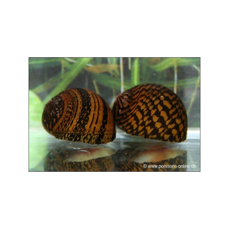 Tiger Snail - Neritina Sp.