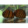 Tiger Snail - Neritina Sp.