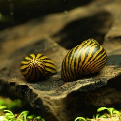 Escargot Zebré - Neritina Zebra
