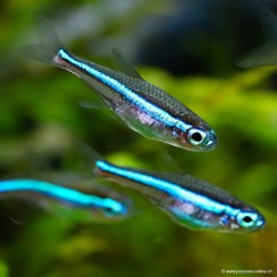 Blauer Neonsalmler - Paracheirodon Simulans